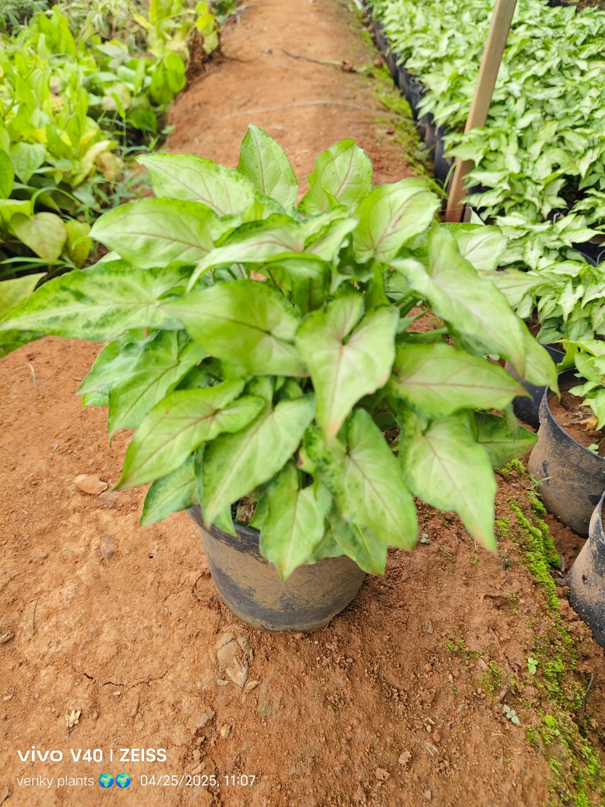 SRI VENKATA DURGA NURSERY